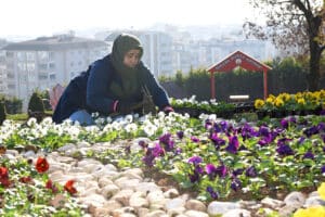 Osmangazi'de, 300 bin çiçek toprakla buluşacak! 7 Bülten Medya -