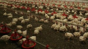 ABD'de salgın alarmı! 8 Bülten Medya -