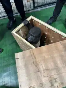 Türkiye'ye bu kez de goril sokmaya çalıştılar! 8 Bülten Medya -