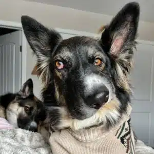 Asimetrik yüzlü köpek, Picasso’nun eserlerine benzetildi! 4 Bülten Medya -