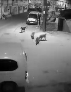 Bursa'da sahipsiz köpekler kediyi parçaladı! 4 Bülten Medya -