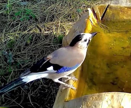 Ormanların renkli sesi alakarga Uludağ'da görüntülendi 2 Bülten Medya -