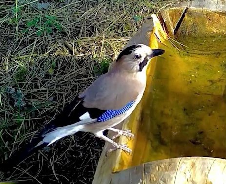 Ormanların renkli sesi alakarga Uludağ'da görüntülendi 1 Bülten Medya -