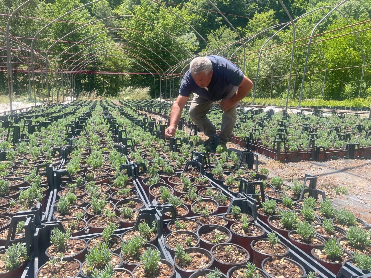 Uludağ etekleri lavanta kokacak 1 Bülten Medya -
