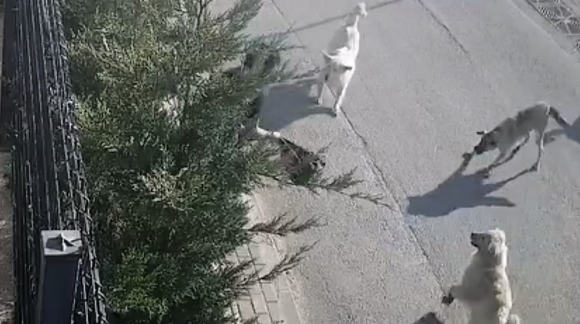 Bursa'da genç kadın işe giderken dehşeti yaşadı! 1 Bülten Medya -