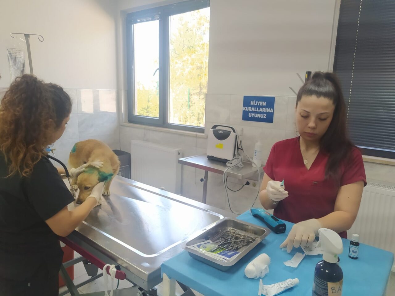Orman yangınlarından etkilenen canlara şefkat eli 1 Bülten Medya -