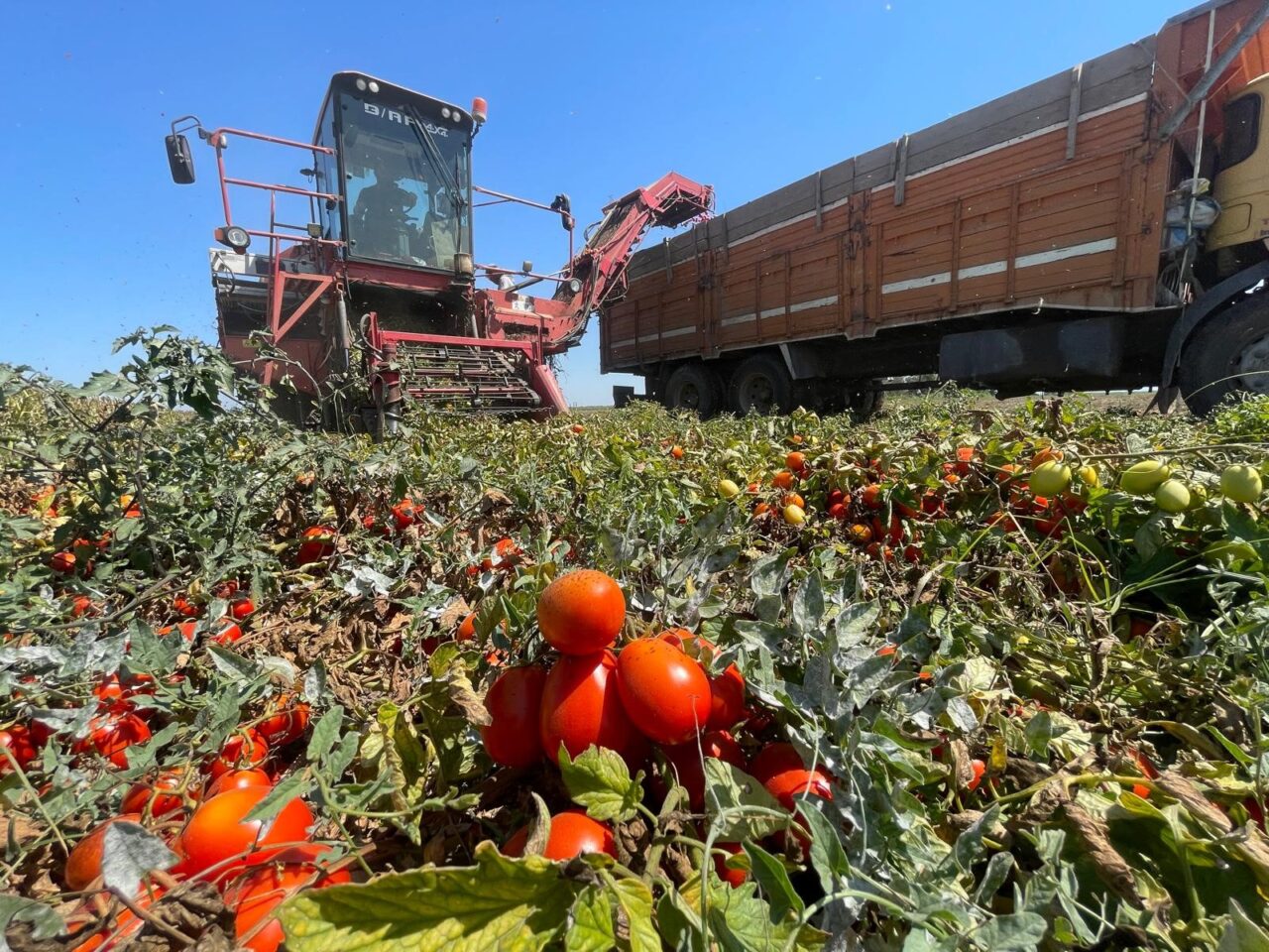 Domatesin kilosu 5 TL oldu ama Karacabeyli çiftçi ekmedi! 1 Bülten Medya -