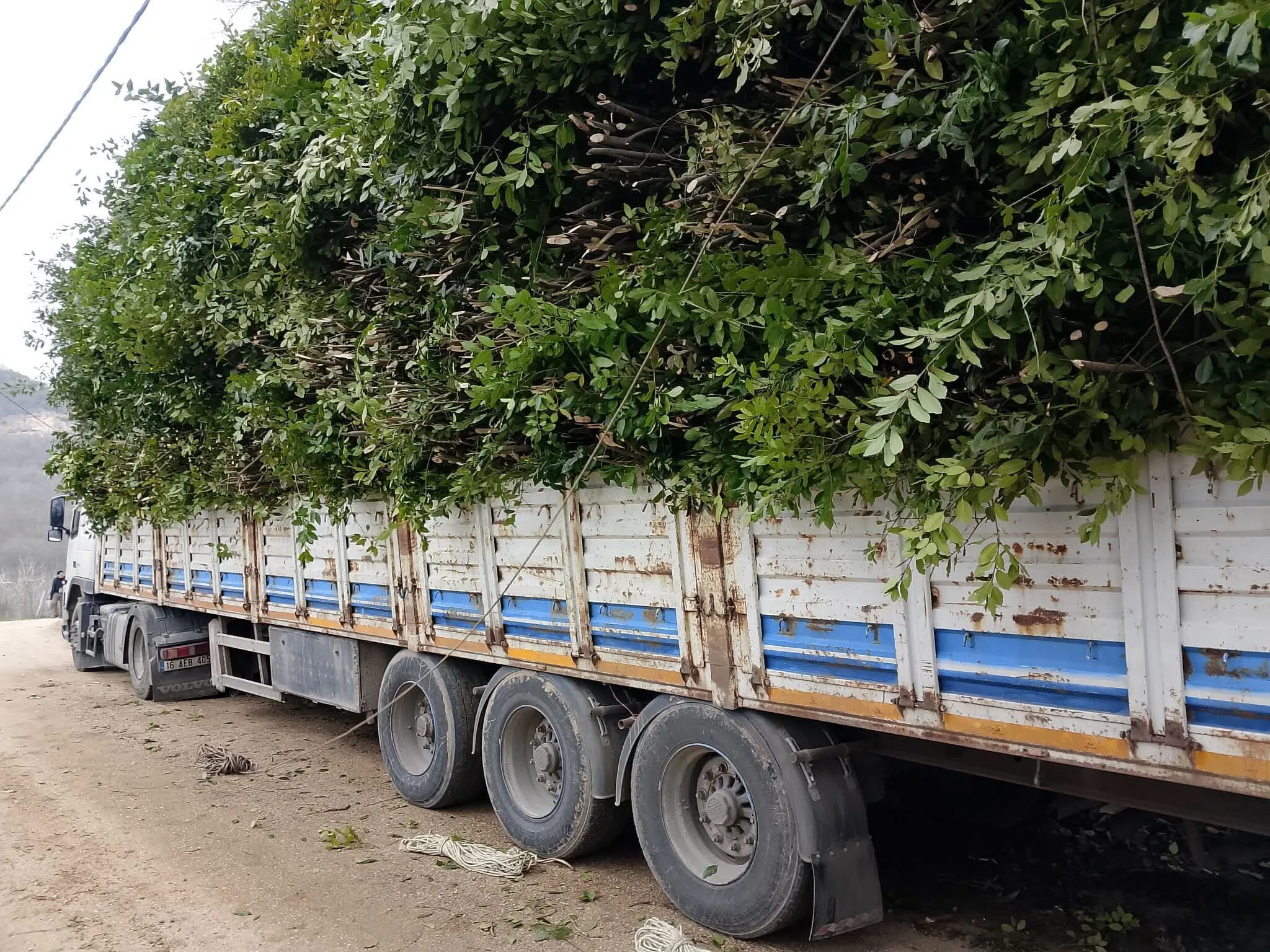 Bursa'nın 'Siyah İncisi'nde yeni adres! 2 Bülten Medya -