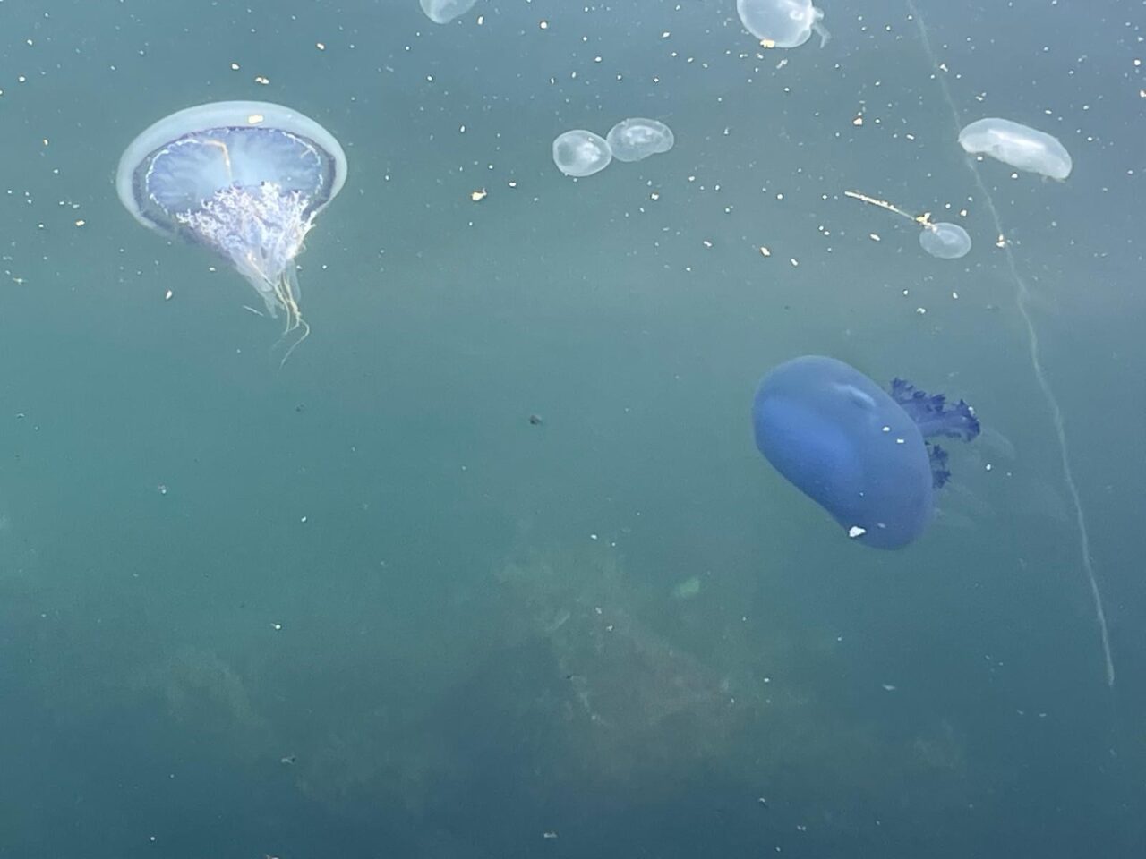 Marmara Denizi'nin kabusu geri döndü! 1 Bülten Medya -