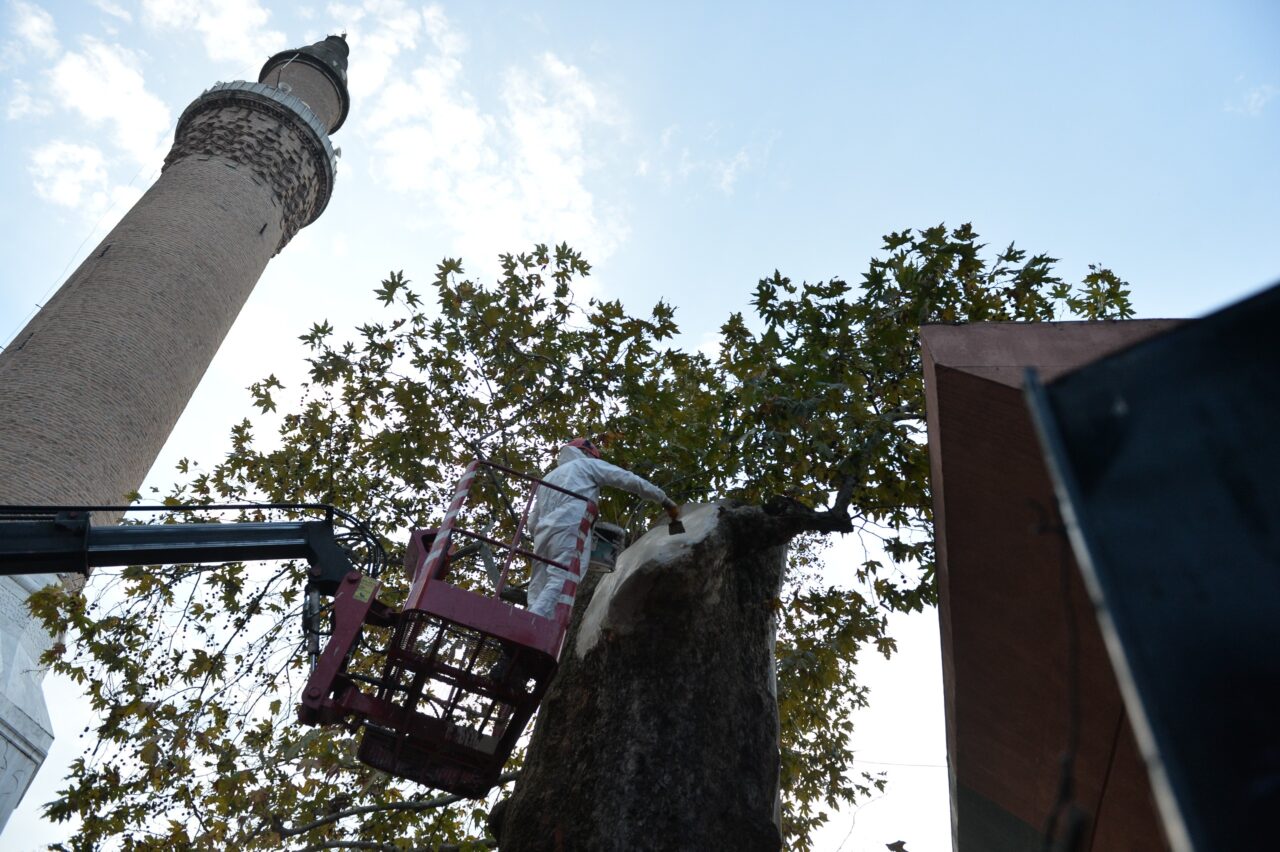 Bursa’nın asırlık çınarı koruma altına alındı 2 Bülten Medya -