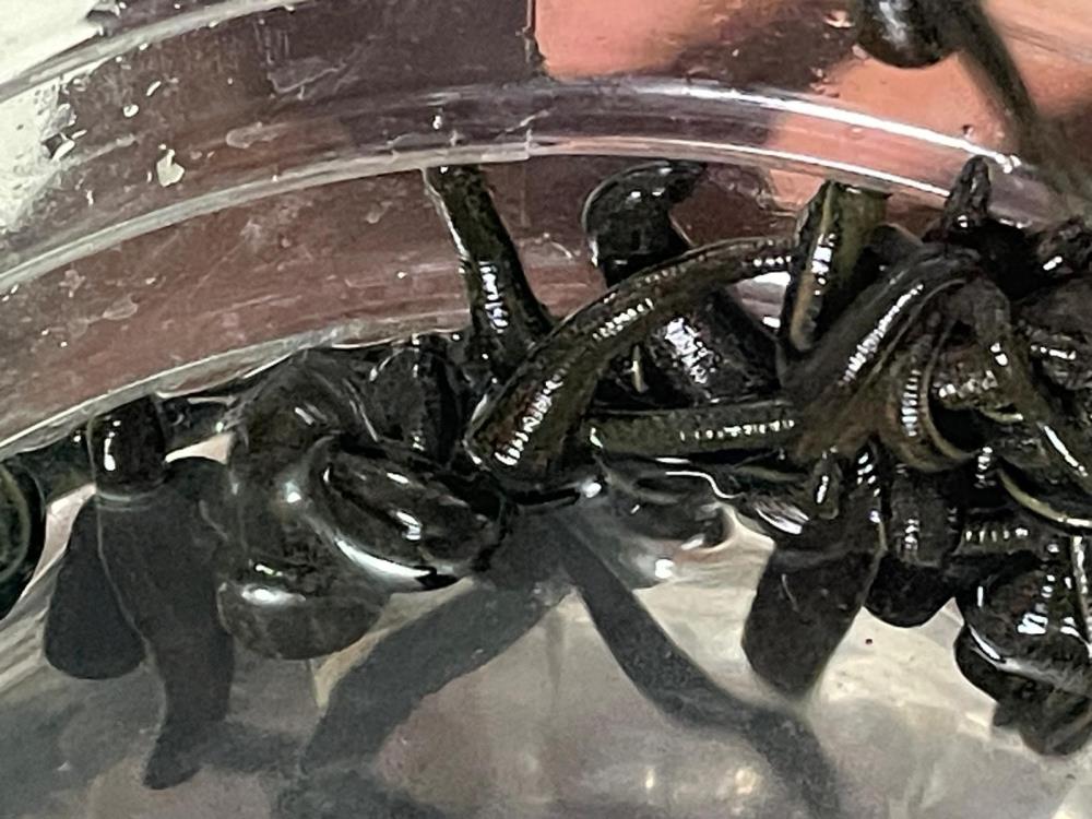 Güzellik için bunu deniyorlar 2 Bülten Medya -