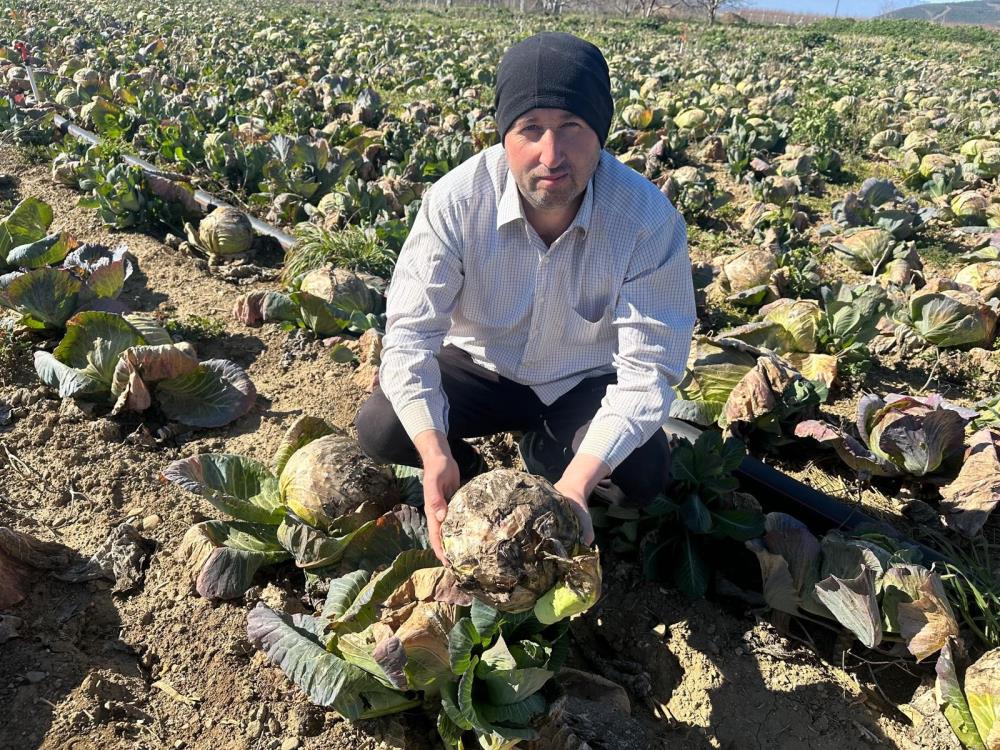 Tarlada çürüdü... 1 Bülten Medya -