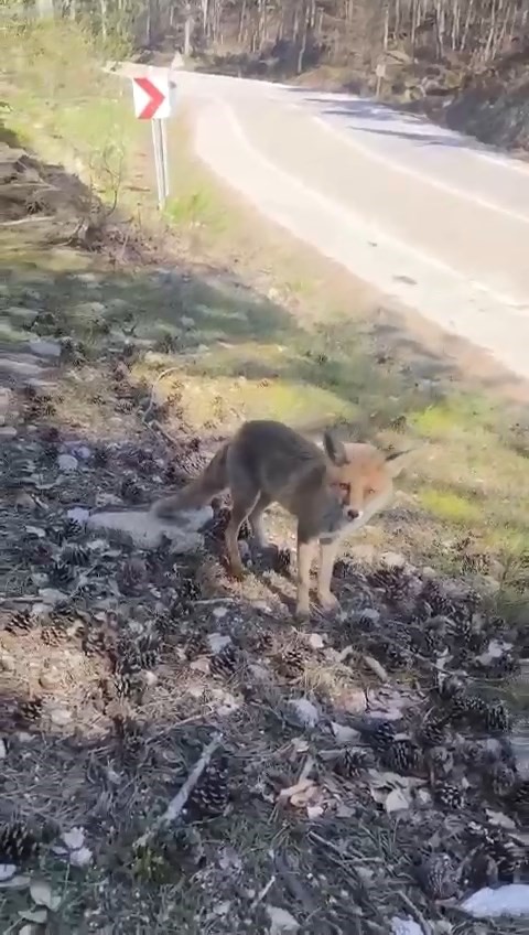 Tilki insanların yanına kadar indi 1 Bülten Medya -