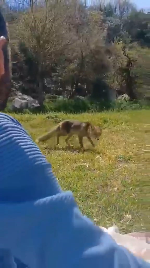 Tilki insanların yanına kadar indi 2 Bülten Medya -