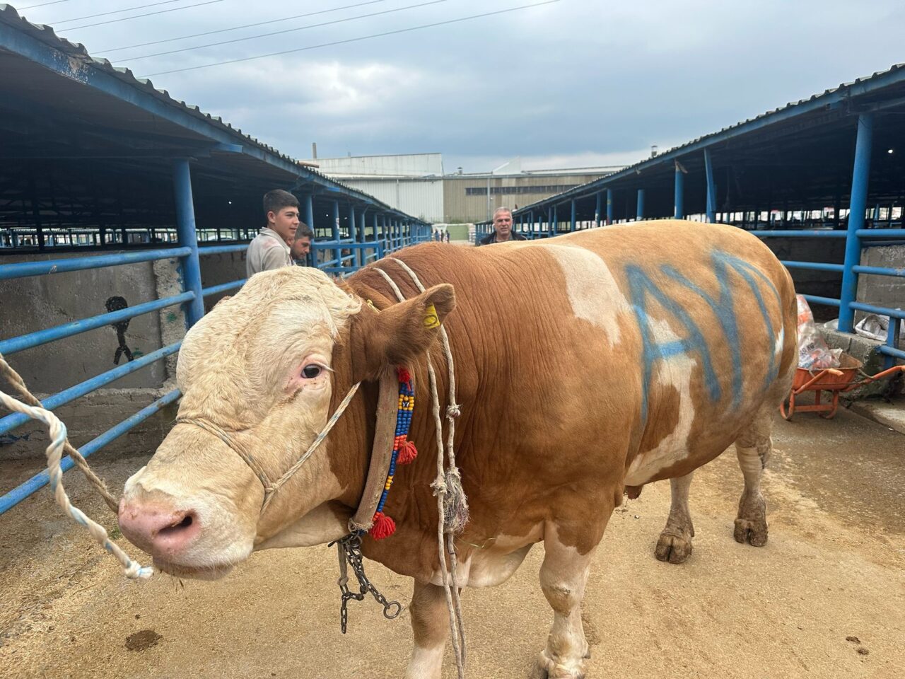 Tam 1 ton 200 kilo! 1 Bülten Medya -