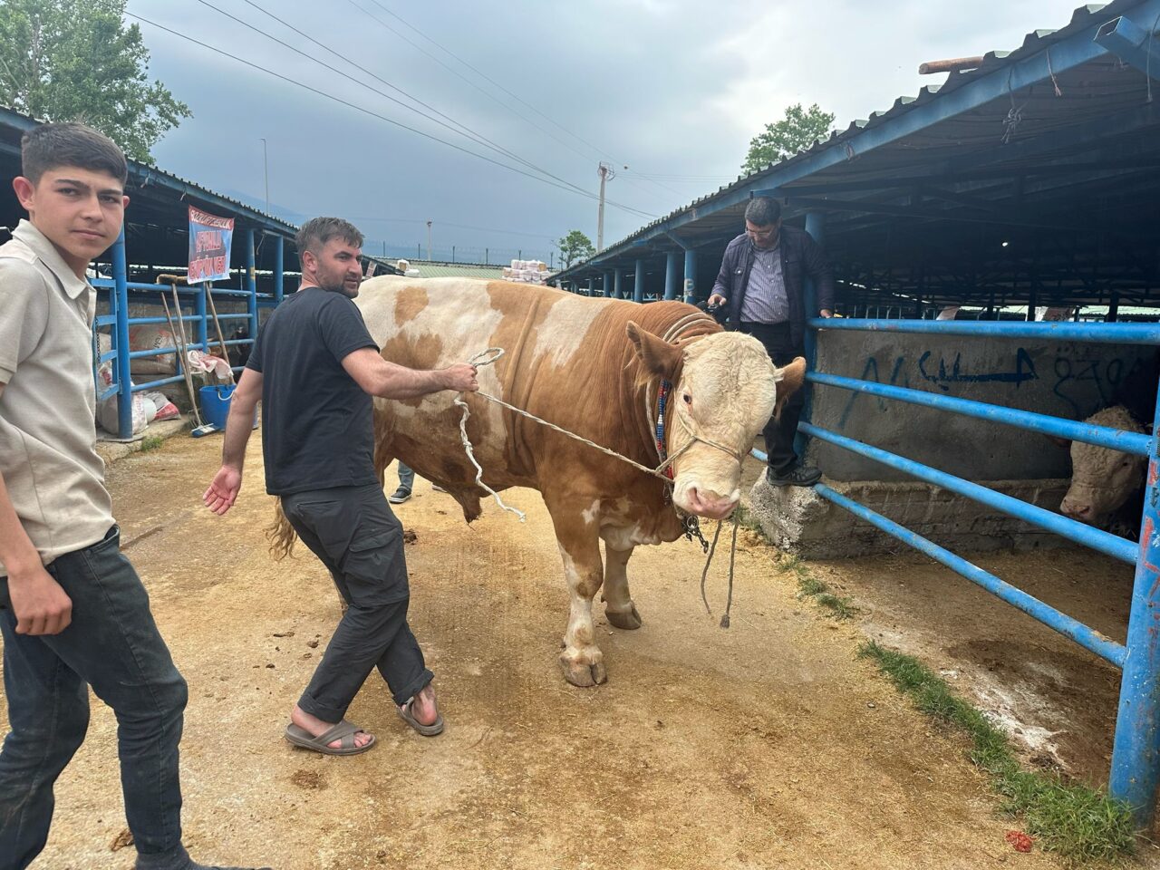 Tam 1 ton 200 kilo! 2 Bülten Medya -