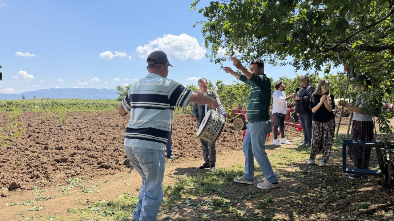 İznik’te Erik Hasadında Davul Zurna Şaşırttı! 2 Bülten Medya -