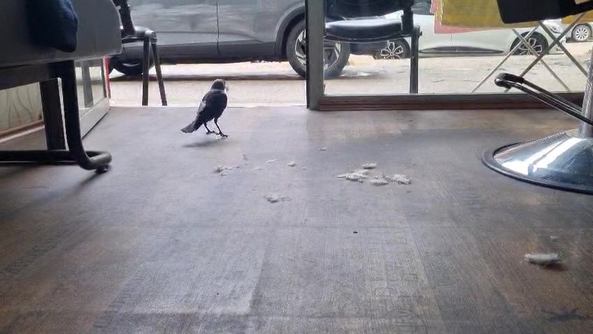 Karganın yeni mesleği 2 Bülten Medya -