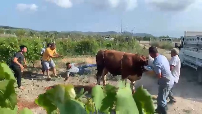 Kurbanlık boğa ortalığı karıştırdı 1 Bülten Medya -